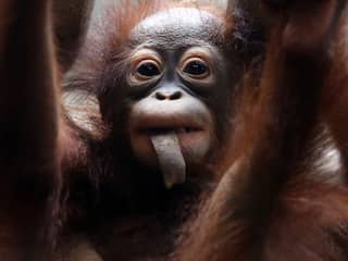 Orang-oetan geboren in Apenheul
