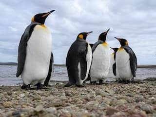 Pinguïn uit Antarctica spoelt na lange reis levend aan in Nieuw-Zeeland