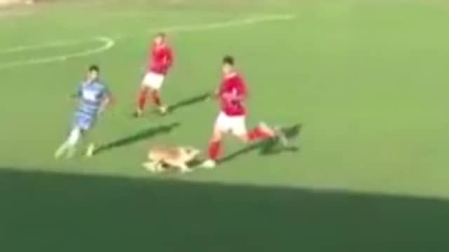 Hond laat voetballer struikelen in Roemenië
