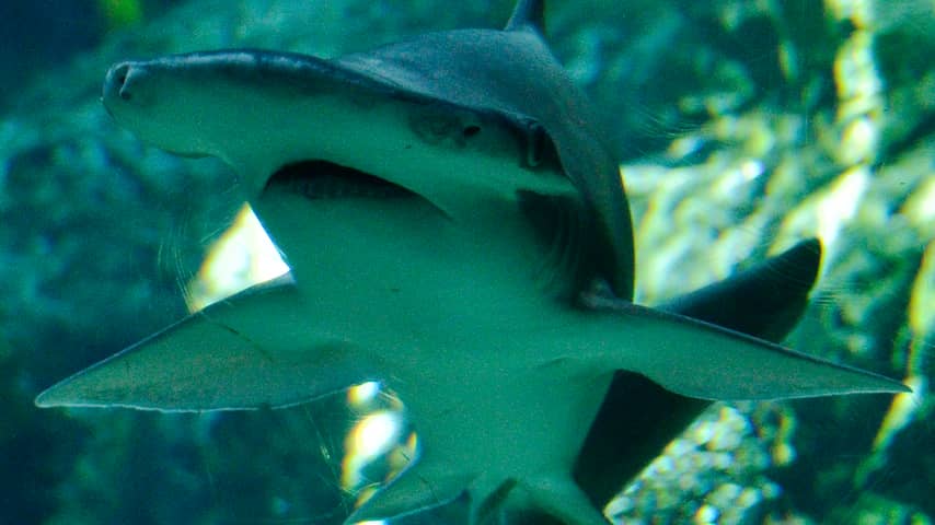Wetenschappers ontdekken haai met 'vegetarische trekjes'