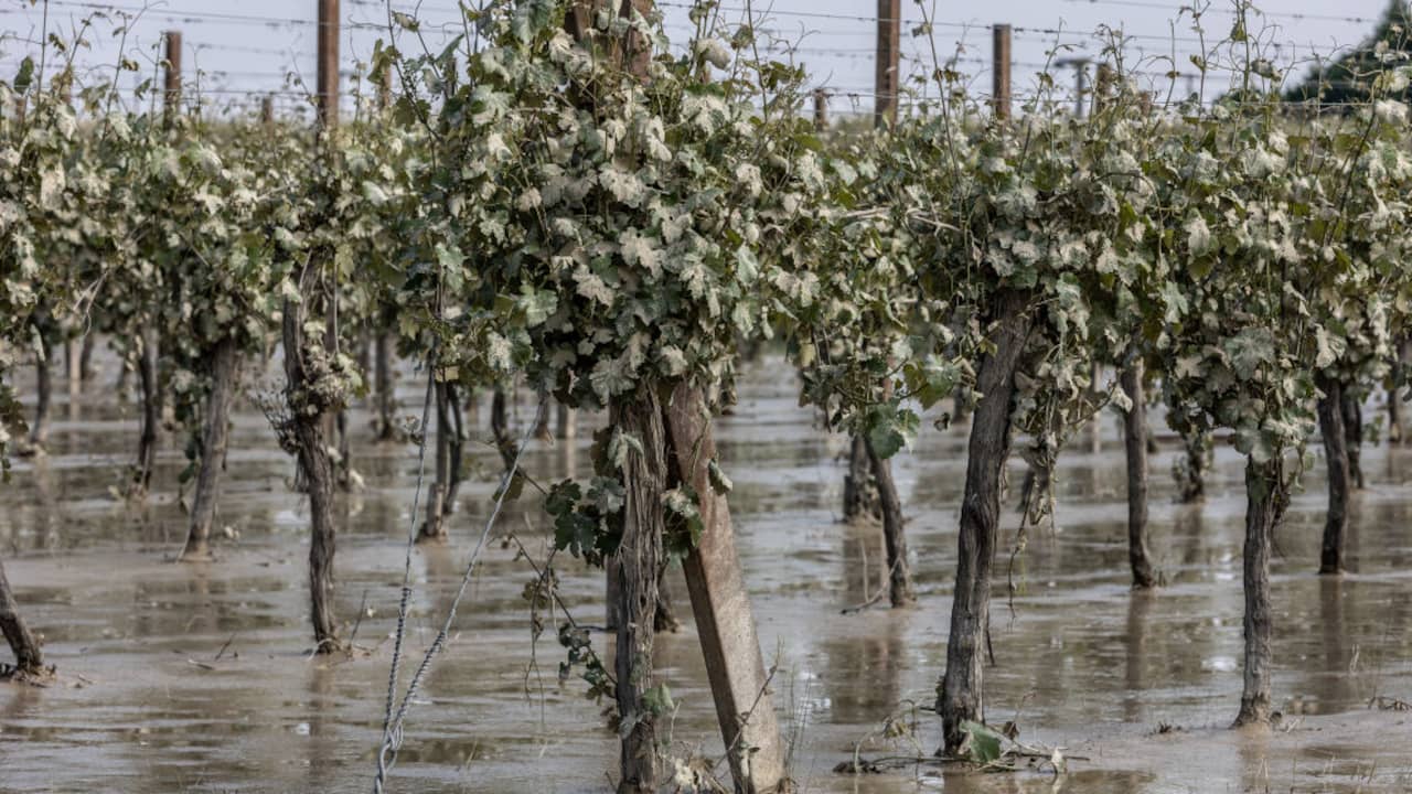 I funghi minacciano il raccolto di vino italiano dopo le forti piogge  Economia