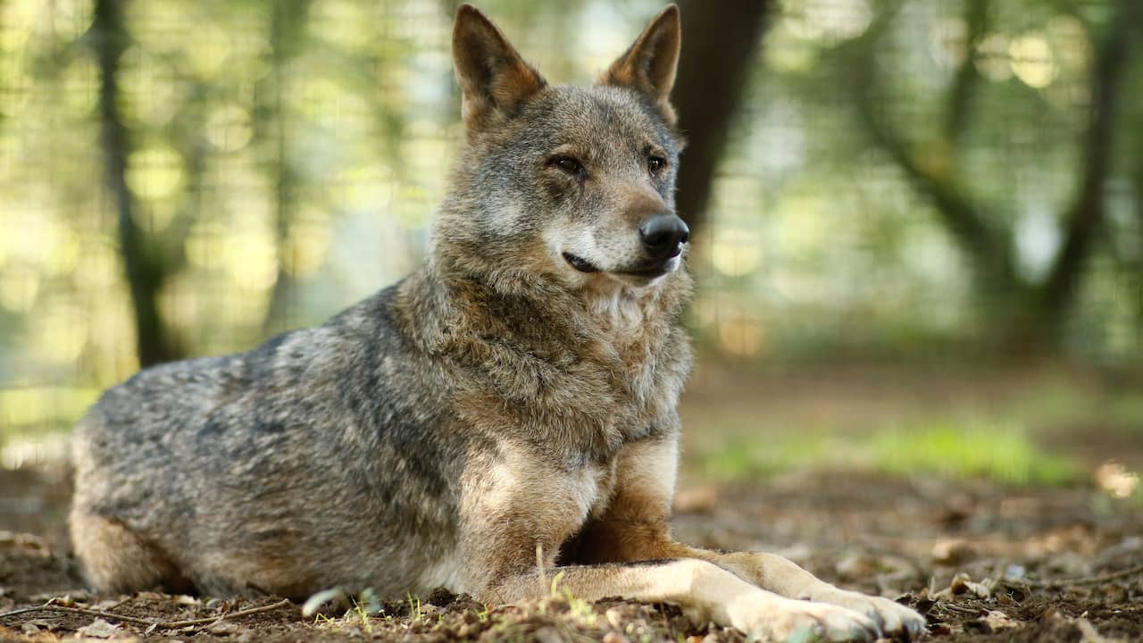Benelux und Deutschland haben 159 Wolfsrudel mit Hunderten von Jungtauben |  Tiere