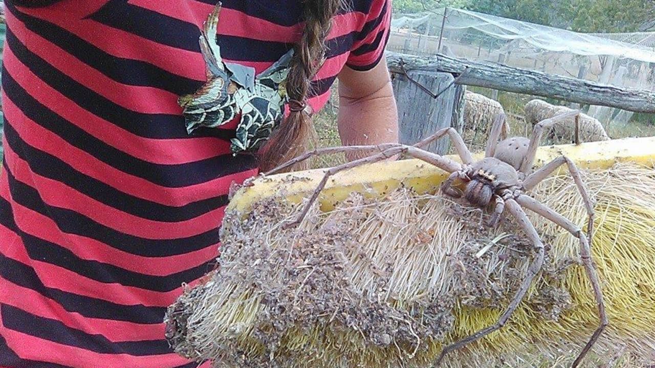 Wanneer Omhoog Aannemelijk NUcheckt: Redde een Australische vrouw een spin ter grootte van een hond? |  NUcheckt | NU.nl
