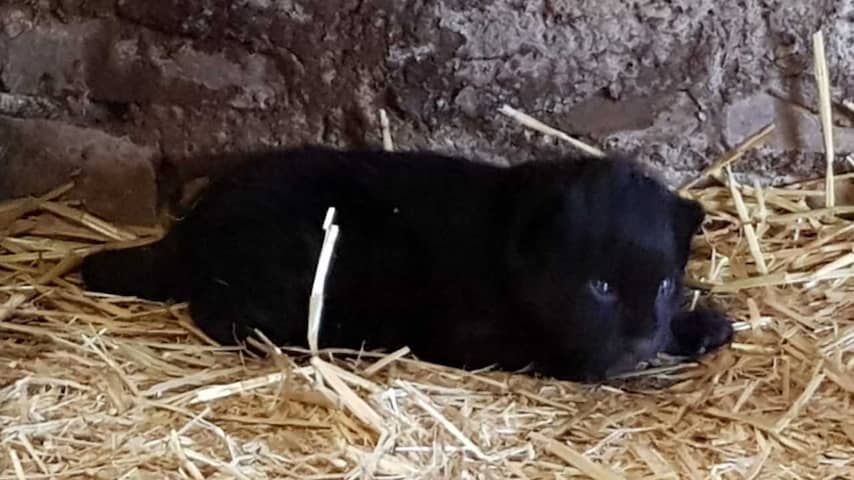 Bijzondere zwarte jaguar geboren in Brabantse dierentuin 