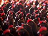 Wakker Dier eist dat NVWA en EU optreden tegen te volle kippenstallen