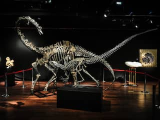 Oertijdmuseum Boxtel krijgt skelet van 150 miljoen jaar oude dinosaurus