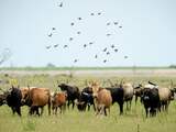Staatsbosbeheer mag heckrunderen en konikpaarden in Flevoland bijvoeren