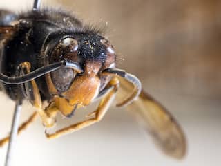 Zendertje op Aziatische hoornaar bruikbaar voor opsporing en verdelging