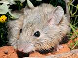 'Uitgestorven' inheemse muis Australië blijkt na een eeuw nog te bestaan