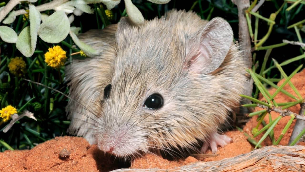 Come un topo traslucido può migliorare la ricerca sul cancro |  Scienza