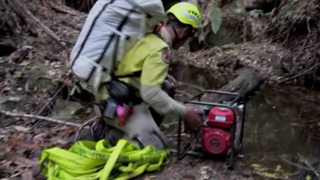 Beeld uit video: Australische brandweer redt zeldzame boom van bosbranden