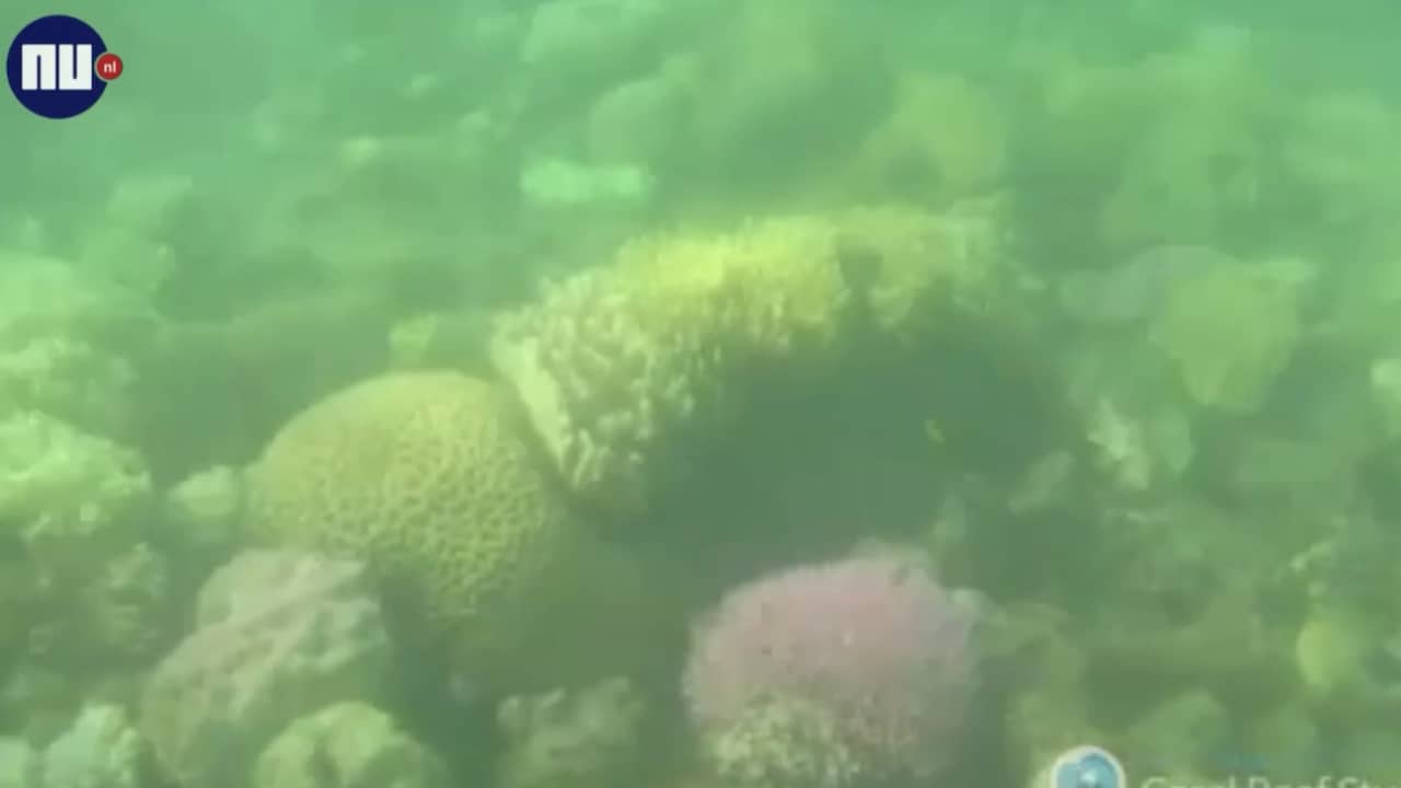 'Zeker helft koraal Great Barrier Reef is dood of stervend'