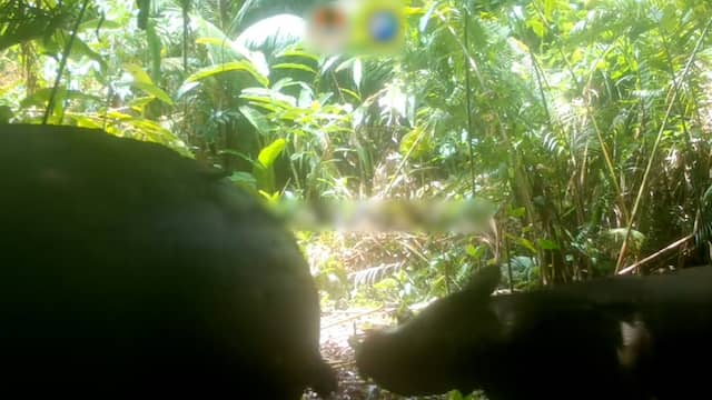 Wildcamera filmt extreem zeldzame neushoorns in Indonesië