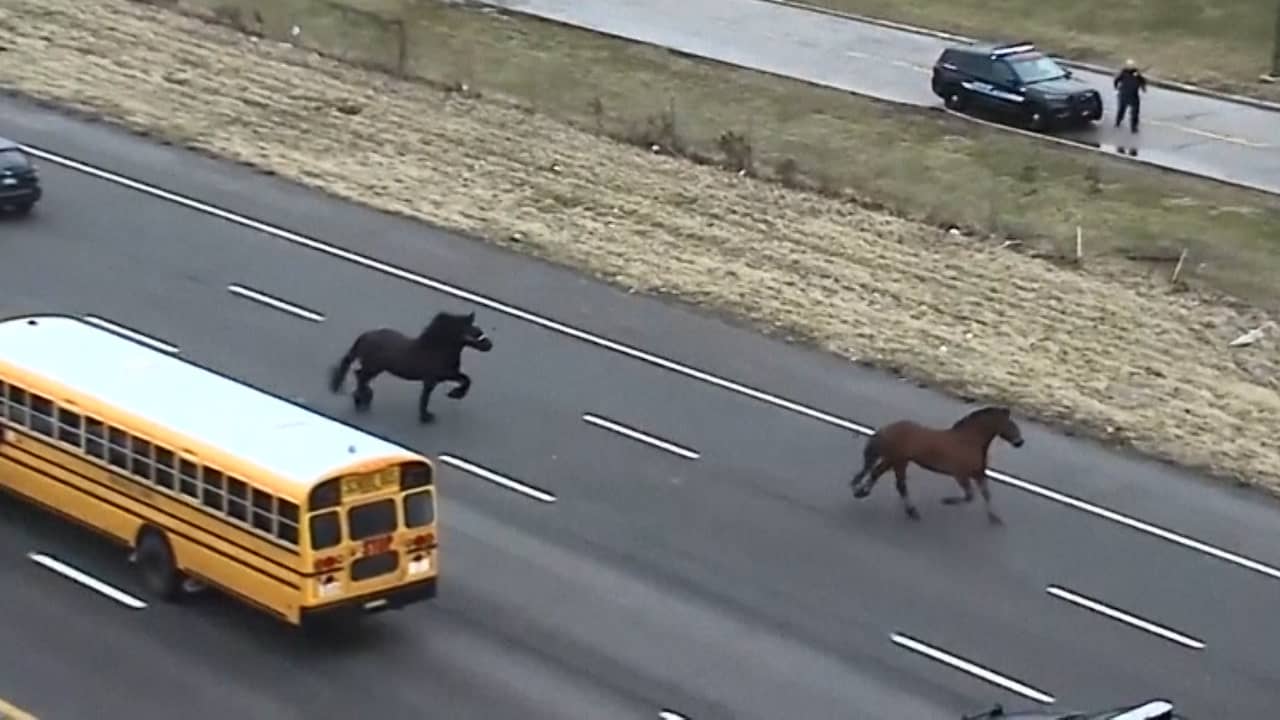 Beeld uit video: Loslopende politiepaarden galopperen over snelweg in VS