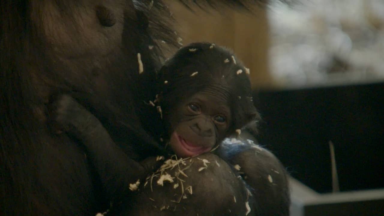 Beeld uit video: Apenheul deelt eerste beelden van pasgeboren bonobo