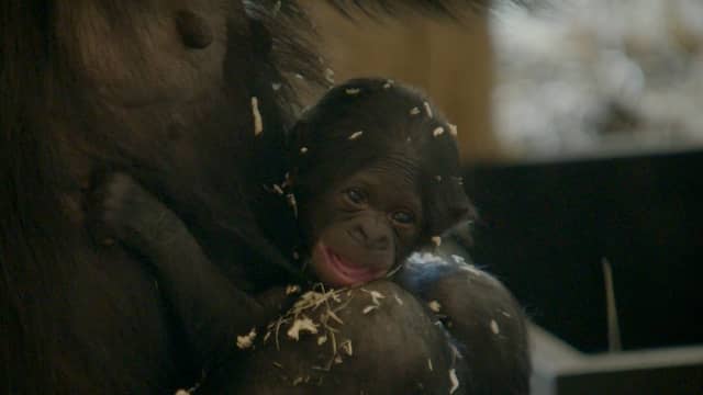 Apenheul deelt eerste beelden van pasgeboren bonobo