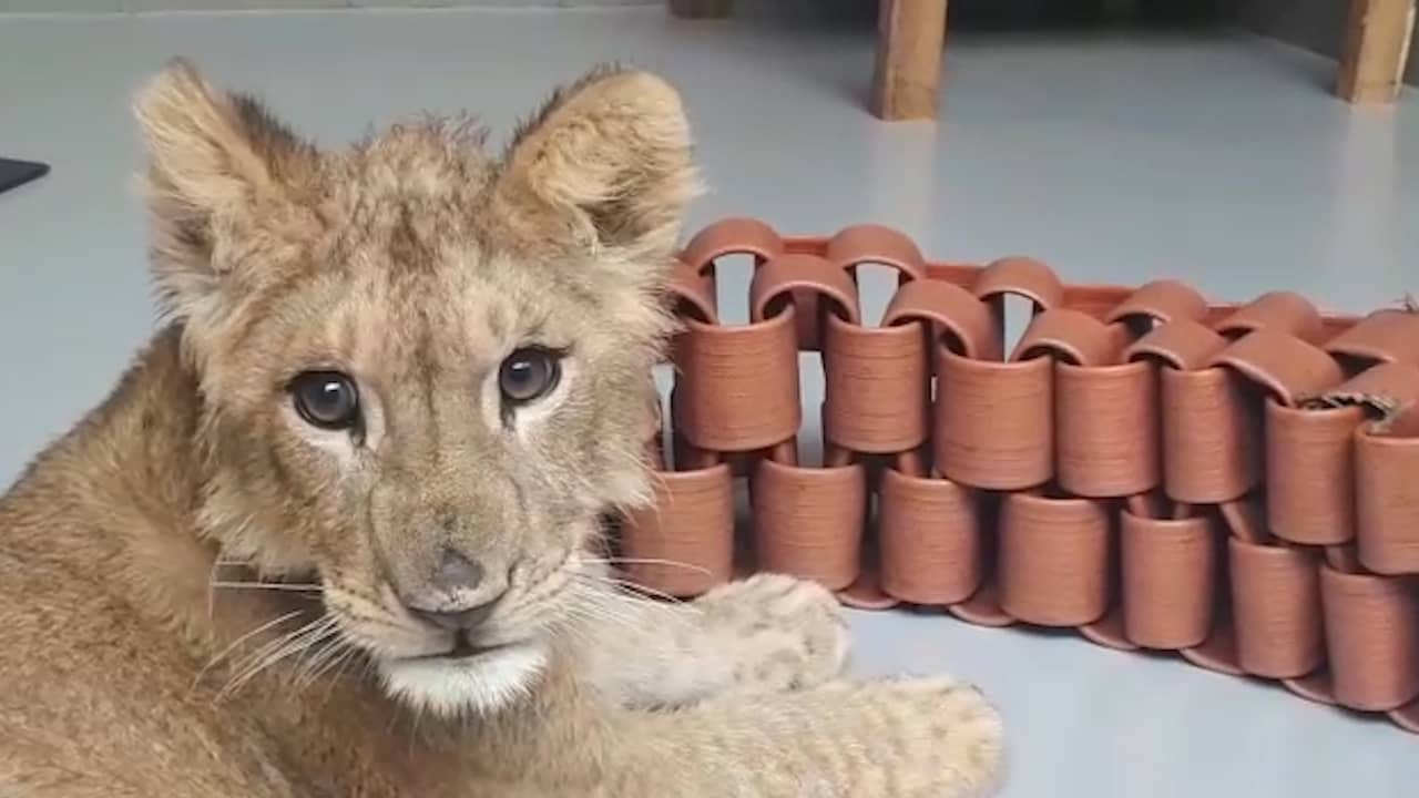 Beeld uit video: Stichting Leeuw deelt beelden van speelse gedumpte welp Remy