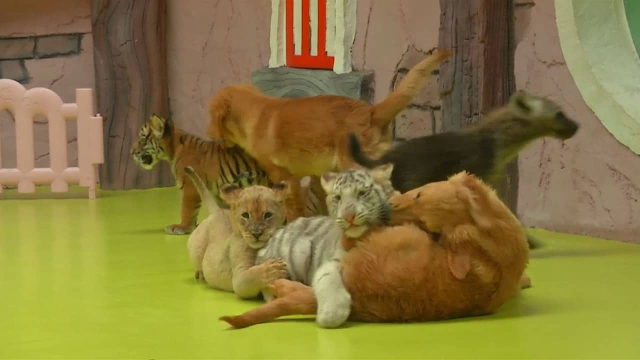 Beeld uit video: Puppy's spelen met tijgers, hyena's en leeuw in China