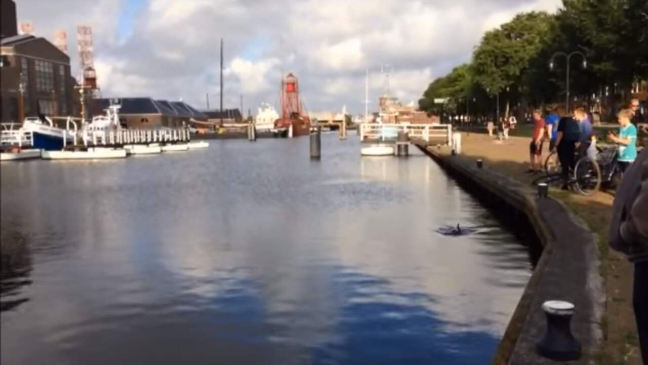 Bruinvis gesignaleerd in grachten van Den Helder