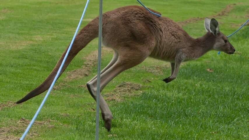 Klopjacht op ontsnapte kangoeroe in Florida