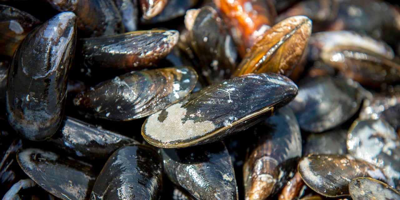 NVWA waarschuwt om oprapen mosselen en oesters uit Oosterschelde