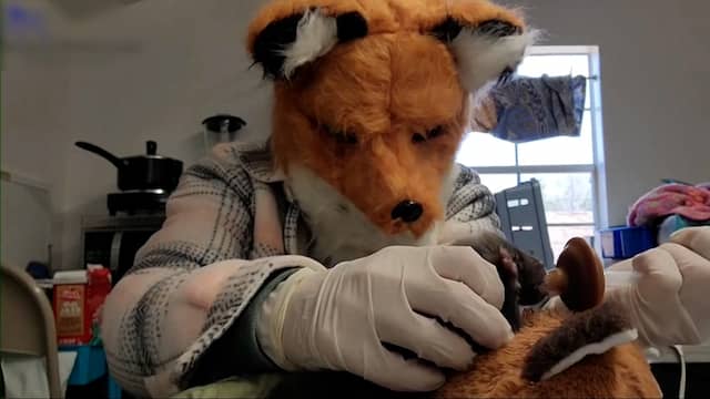 Medewerkers wildopvang in VS imiteren moeder van vossenwelp