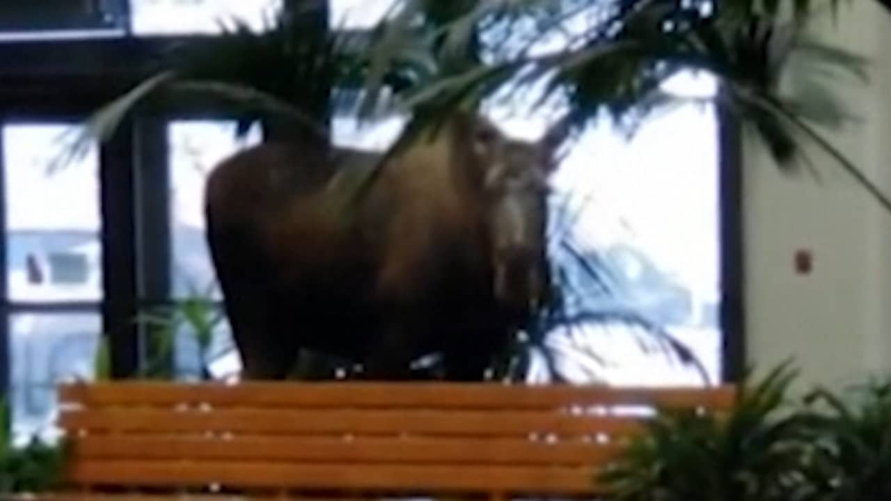 Beeld uit video: Eland wandelt ziekenhuis in Alaska binnen
