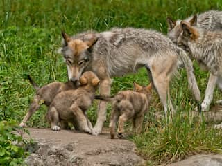 Brussel wil beschermde status van wolf afzwakken
