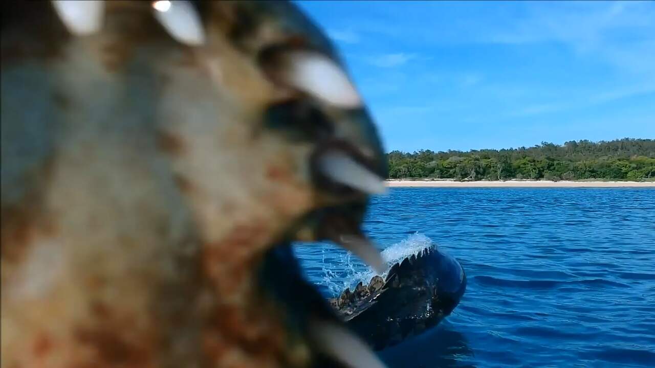 Krokodil probeert drone te grijpen in Australië