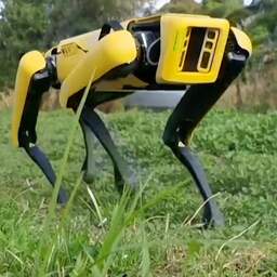 Video | Robothond in Nieuw-Zeeland ingezet als schapenhoeder