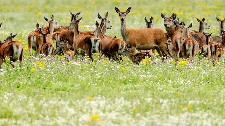 Twee boswachters Oostvaardersplassen willen geen gezonde dieren doden
