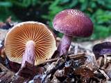 Exotische paddenstoel in Ermelo voor het eerst gezien in Nederland