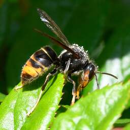 Aziatische hoornaar is nu in bijna heel Nederland te vinden