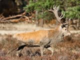 Afschieten herten Oostvaardersplassen: Is er plek voor wild in Nederland?