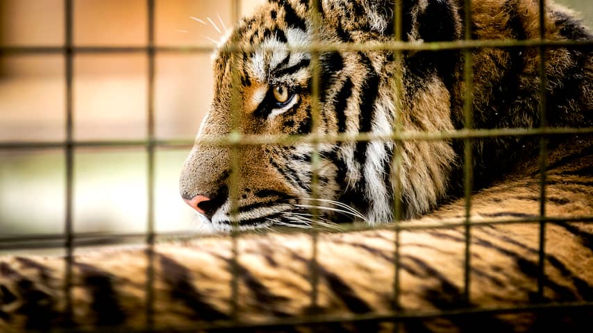 Dierenopvang Friesland moet geredde tijger uit Aleppo laten inslapen
