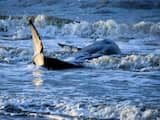 Aangespoelde orka op het strand bij Cadzand is overleden