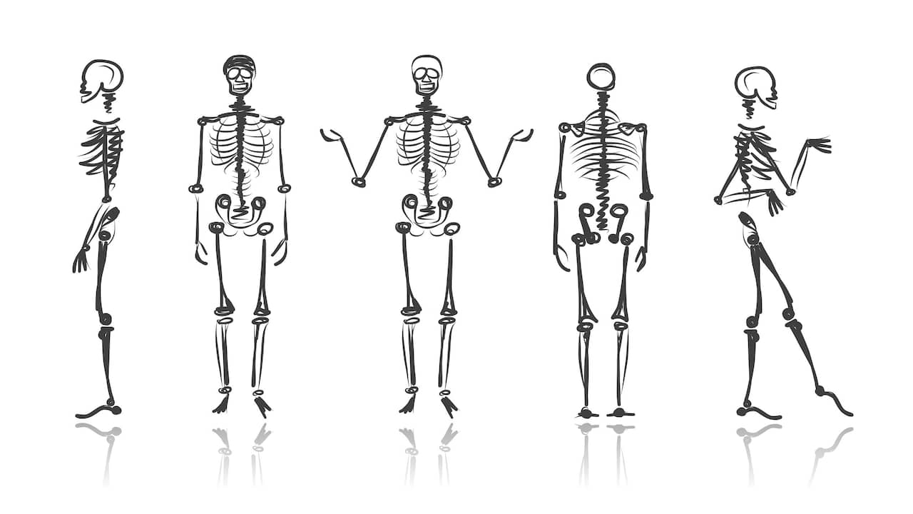 Скелет человека эскиз