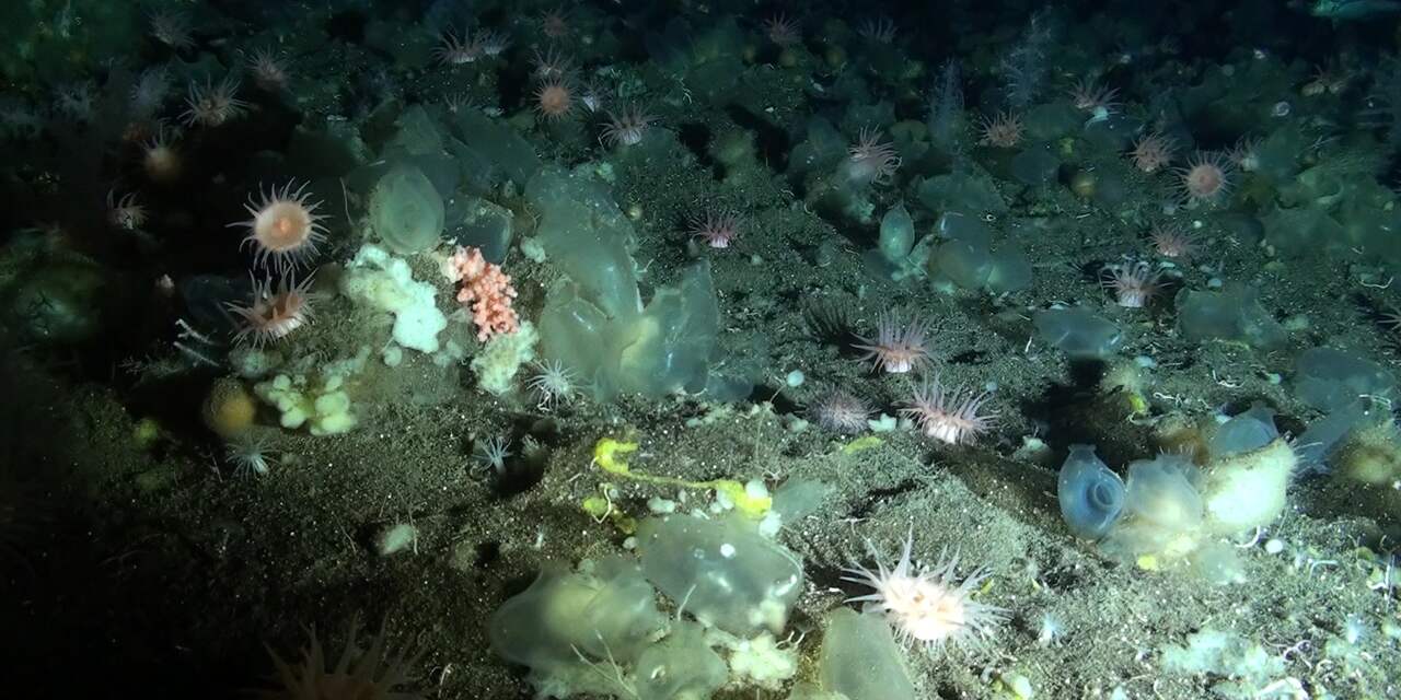 Oceanografen ontdekken grote geheimen van onze diepzee