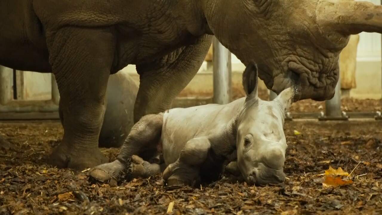 Beeld uit video: Dierentuin in Arnhem verwelkomt dertiende babyneushoorn