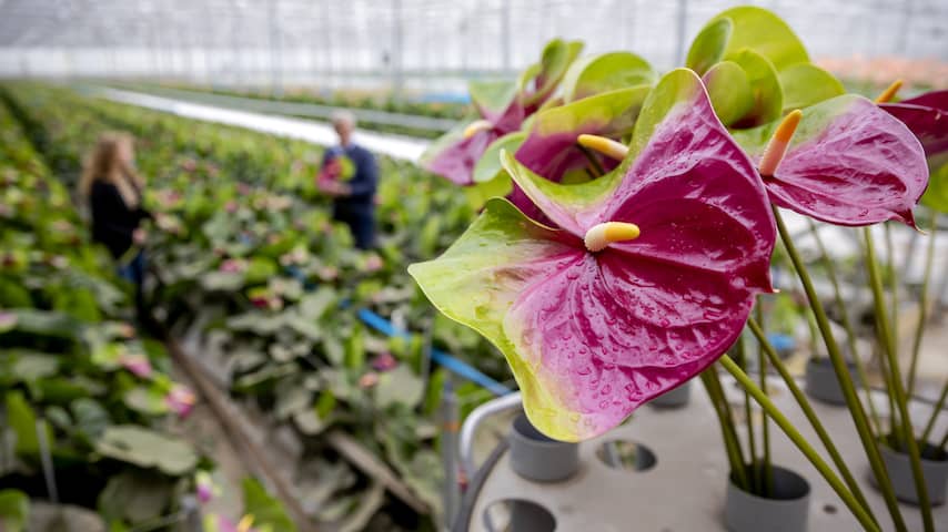 Monarch postkantoor Kraan Door dure energie kunnen we minder bloemen en planten verkopen | Economie |  NU.nl