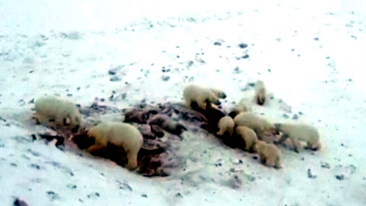 Drone toont 56 ijsberen die van karkas walrus eten in Siberië