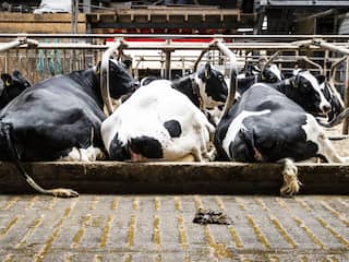 46 veehouderijen krijgen tijdelijk afvoerverbod vanwege bestrijdingsmiddel