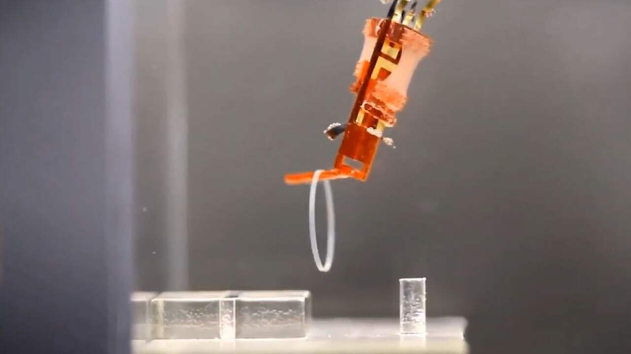 Beeld uit video: Biologische robot gebruikt echte spieren
