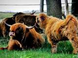 Hekken graasgebied Schotse hooglanders Leenderbos doorgeknipt