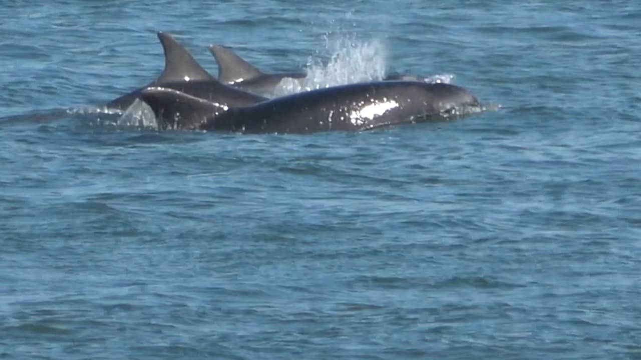 Beeld uit video: Groep tuimelaardolfijnen zwemt langs Texel richting Waddenzee
