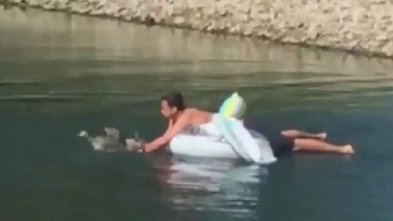 Amerikaan redt ganzenkuiken van bijtschildpad