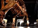 Fossiel van dinosaurus gevonden die omkwam bij uitsterven door meteorietinslag