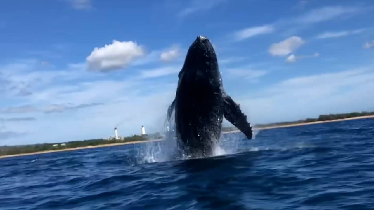 Beeld uit video: Kajakker filmt hoe meerdere bultruggen uit het water springen