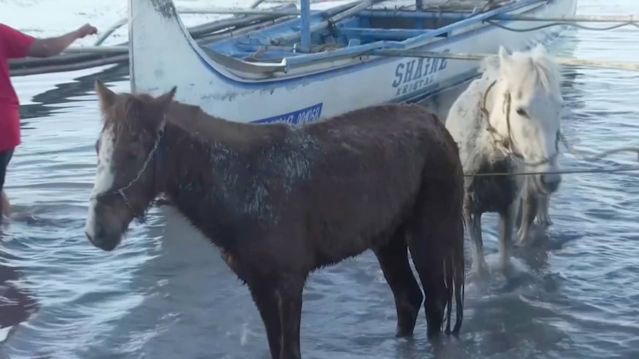 Bewoners redden tientallen dieren van Filipijns vulkaaneiland