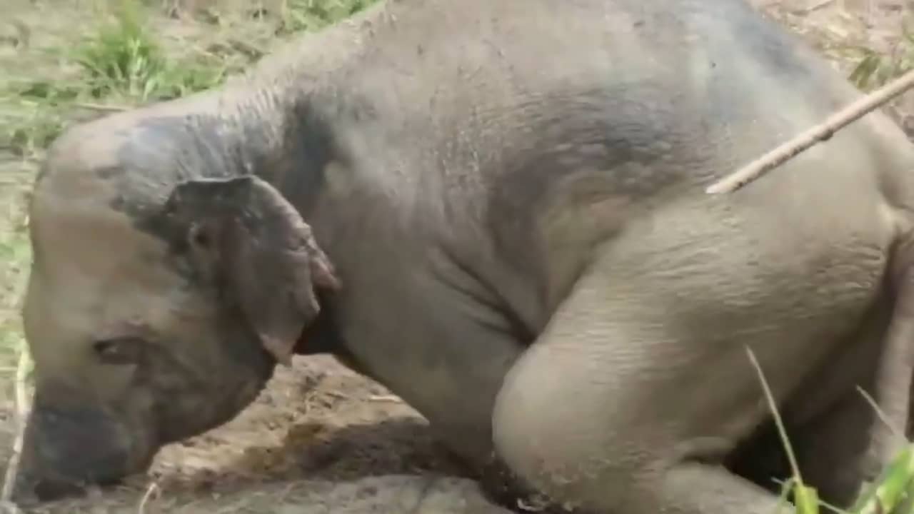 Cambodjanen vluchten voor uit modderput geredde olifant